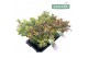 Hebe Addenda® Classica® - Mixtray Bont 