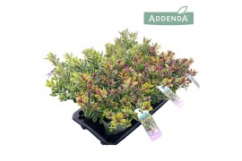 Hebe Addenda® Classica® - Mixtray Bont