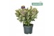 Hebe Addenda® Classica® Katrina 