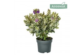 Hebe Addenda® Classica® Katrina