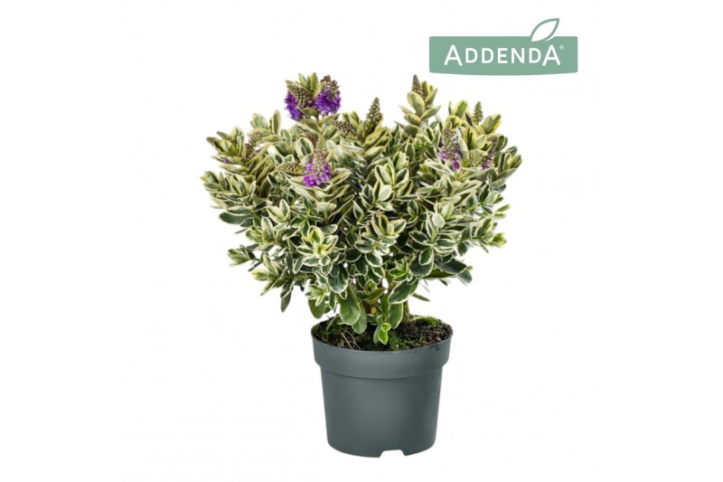 Hebe Addenda® Classica® Katrina 