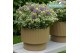 Hebe Addenda® Classica® Katrina 
