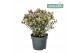 Hebe Addenda® Classica® Tricolor 
