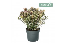 Hebe Addenda® Classica® Tricolor