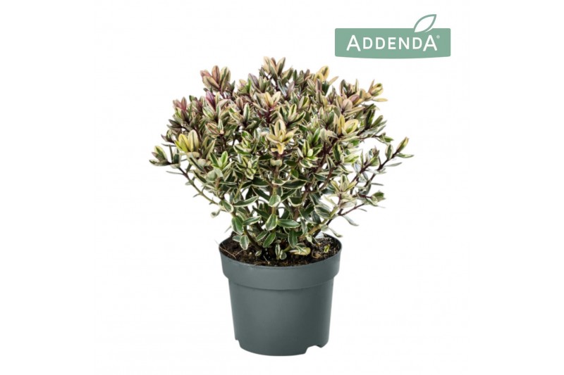 Hebe Addenda® Classica® Tricolor 