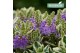 Hebe Addenda® Classica® Tricolor 