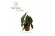 Begonia maculata Begonia Megadot XXL 17cm 3 pp 