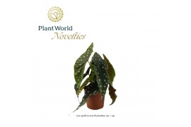 Begonia maculata Begonia Megadot XXL 17cm 3 pp