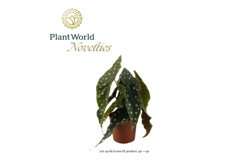 Begonia maculata Begonia Megadot XXL 17cm 3 pp Begonia maculata Begonia Megadot XXL 17cm 3 pp
