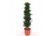 Dracaena fragr. compacta vertakt 
