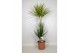 Dracaena mix 3 soorten 3pp - 60-30-15 