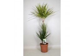 Dracaena mix 3 soorten 3pp - 60-30-15