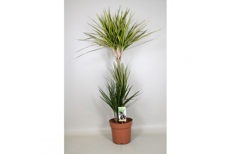 Dracaena mix 3 soorten 3pp - 60-30-15 
