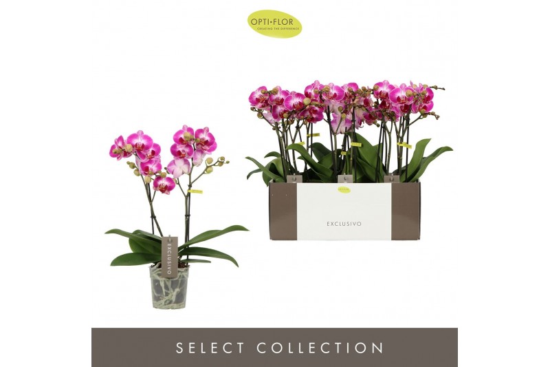 Phalaenopsis multiflora roze Exclusivo - Bing - 2 tak 