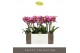 Phalaenopsis multiflora roze Exclusivo - Bing - 2 tak 