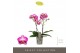 Phalaenopsis multiflora roze Exclusivo - Bing - 2 tak 