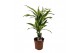 Dracaena fragr. der. lemon lime 2pp - 30-15 