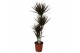 Dracaena marg. magenta 4pp - 90-60-30-15 