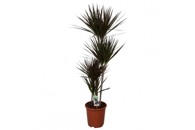 Dracaena marg. magenta 4pp - 90-60-30-15 Dracaena marg. magenta 4pp - 90-60-30-15