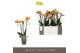 Phalaenopsis multiflora anthura las vegas Exclusivo - Las Vegas - 3 ta 