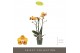 Phalaenopsis multiflora anthura las vegas Exclusivo - Las Vegas - 3 ta 