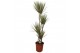 Dracaena marg. bicolor 4pp - 90-60-30-15 