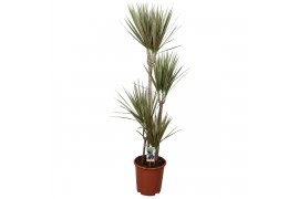 Dracaena marg. bicolor 4pp - 90-60-30-15