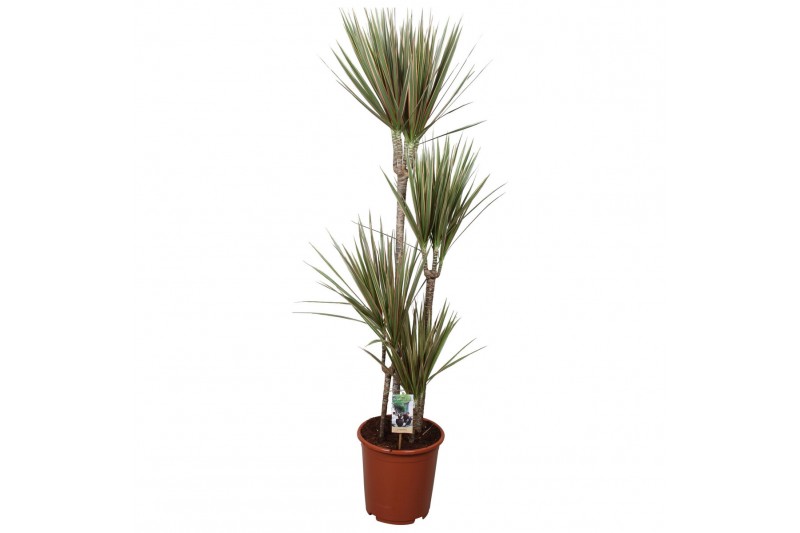 Dracaena marg. bicolor 4pp - 90-60-30-15 Dracaena marg. bicolor 4pp - 90-60-30-15