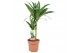 Dracaena fragr. janet craig 2pp - 30-15 