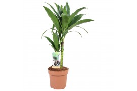 Dracaena fragr. janet craig 2pp - 30-15