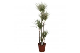 Dracaena marg. bicolor 5pp - 120-90-60-30-15