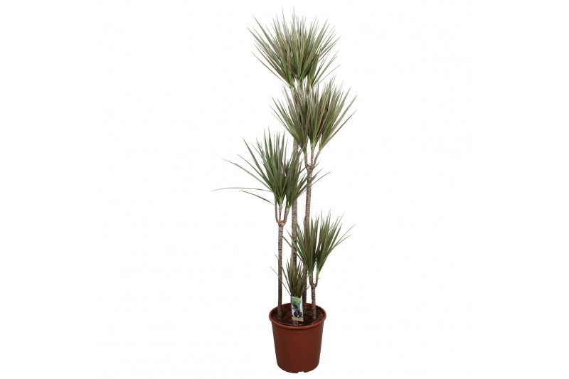 Dracaena marg. bicolor 5pp - 120-90-60-30-15 Dracaena marg. bicolor 5pp - 120-90-60-30-15