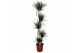 Dracaena marg. magenta 5pp - 120-90-60-30-15 
