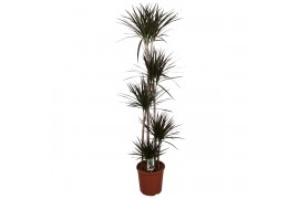 Dracaena marg. magenta 5pp - 120-90-60-30-15