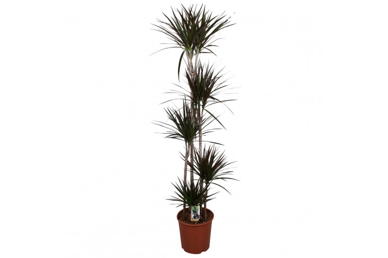 Dracaena marg. magenta 5pp - 120-90-60-30-15 Dracaena marg. magenta 5pp - 120-90-60-30-15