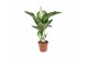 Dieffenbachia sequine tropic snow 