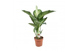 Dieffenbachia sequine tropic snow