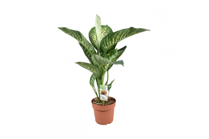 Dieffenbachia sequine tropic snow 