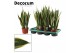 Sansevieria trifasciata Canary 14 cm (Decorum) 