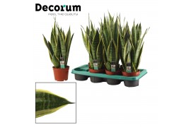 Sansevieria trifasciata Canary 14 cm (Decorum)