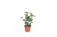Hedera hibernica 4pp - 10-12cm Rank 