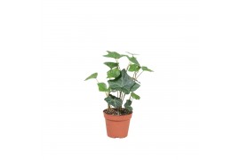 Hedera hibernica 4pp - 10-12cm Rank