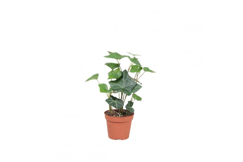 Hedera hibernica 4pp - 10-12cm Rank 