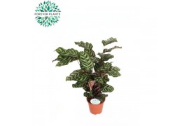 Calathea makoyana