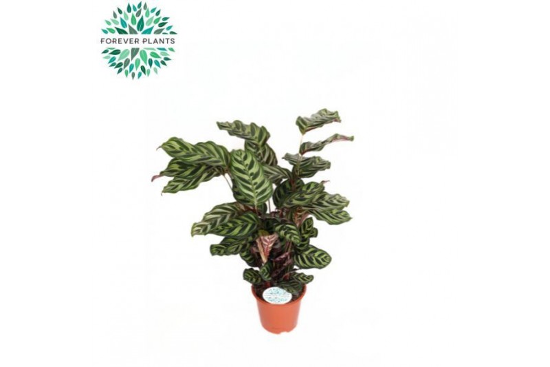 Calathea makoyana 