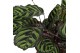 Calathea makoyana 