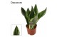 Sansevieria trifasciata Sansevieria Silver flame 12 cm (Decorum) 