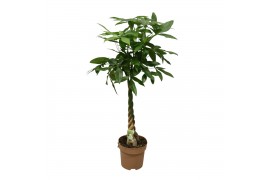 Pachira aquatica gevlochten stam - hoogte 125-135