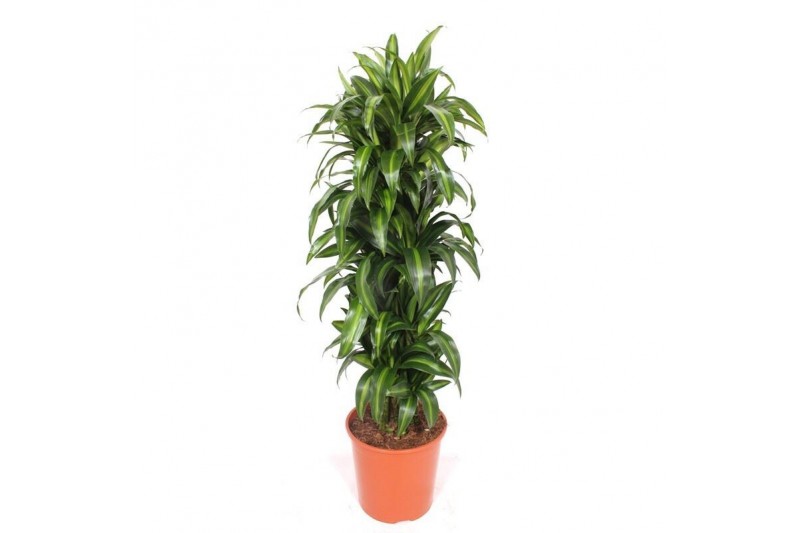 Dracaena fragr. hawaiian sunshine vertakt Dracaena fragr. hawaiian sunshine vertakt