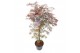 Acer palmatum garnet 